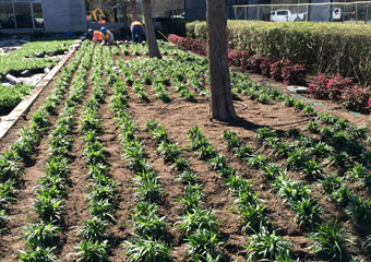 Industrial & Commercial Landscaping Houston, TX