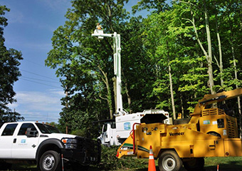 Tree Service by Coastal Spray