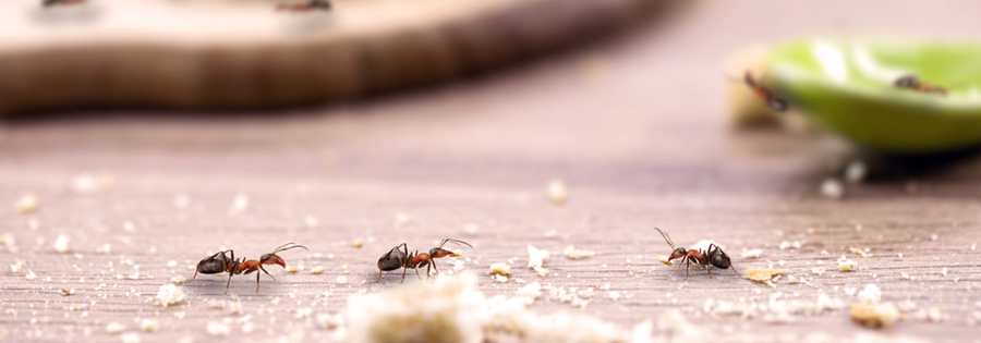 How to Keep Mice Away from Your Office Building - ProHealth Pest Control