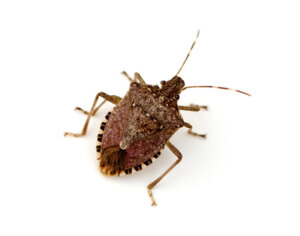 stink bug pest control